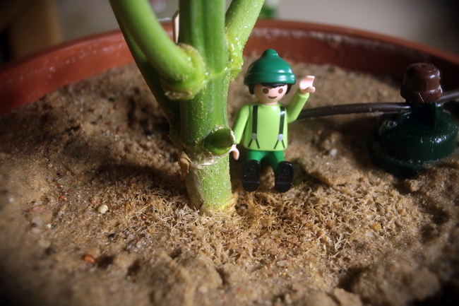 Growreport Bild 22