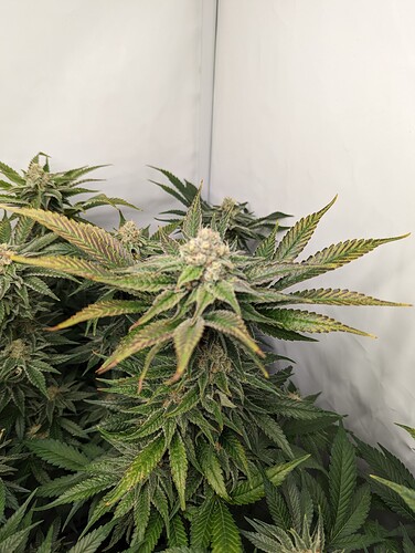 Growreport Bild 7