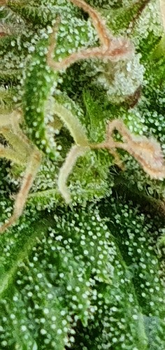 Growreport Bild 15