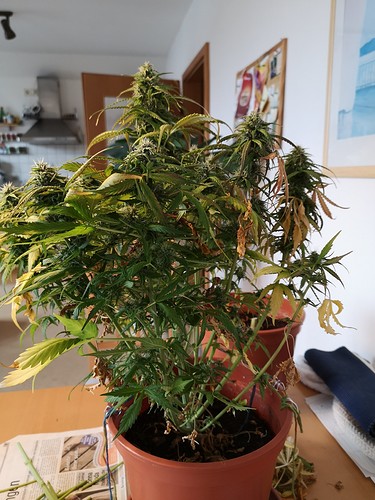 Growreport Bild 11