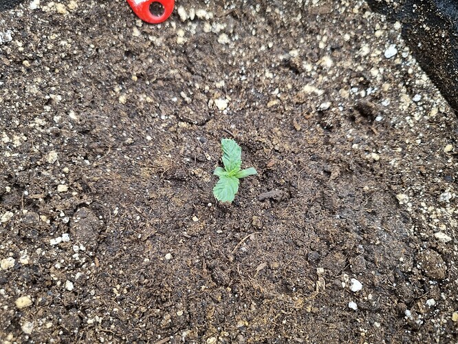 Growreport Bild 30
