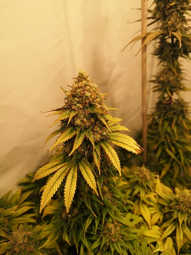 Growreport Bild 1
