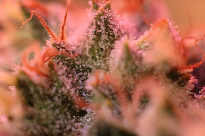 Growreport Bild 14