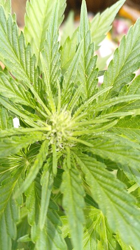 Growreport Bild 4