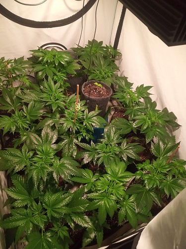 Growreport Bild 33
