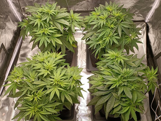 Growreport Bild 3