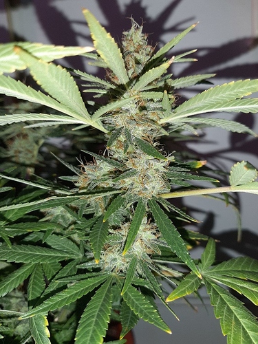 Growreport Bild 3