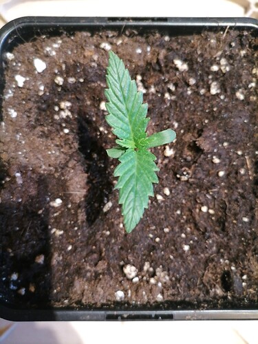 Growreport Bild 8