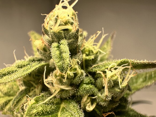 Growreport Bild 4