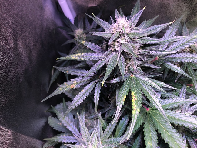 Growreport Bild 14