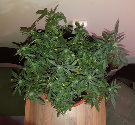 Growreport Bild 2