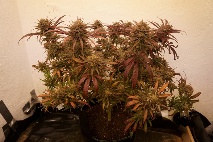 Growreport Bild 4