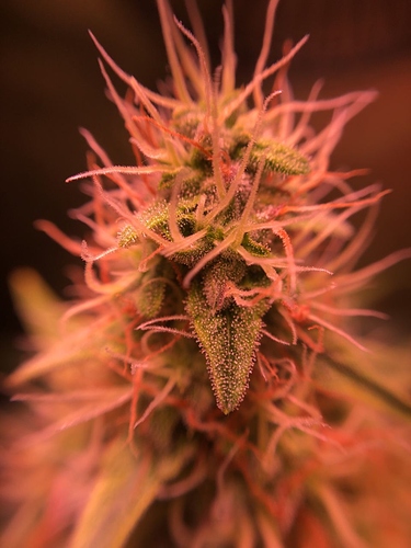 Growreport Bild 7