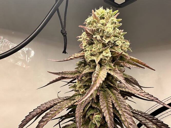 Growreport Bild 13