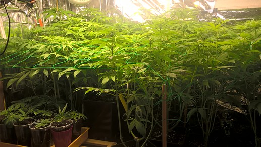Growreport Bild 2