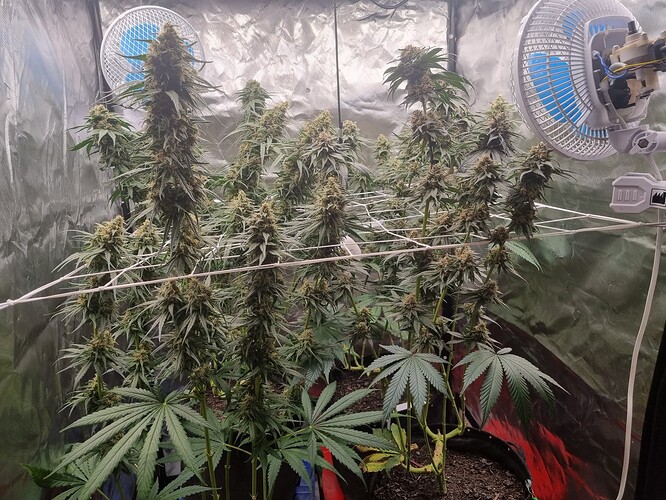 Growreport Bild 28