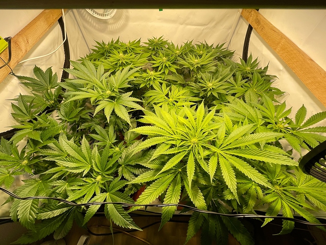 Growreport Bild 46