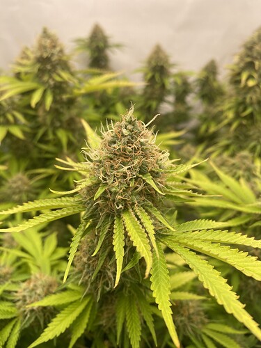 Growreport Bild 3