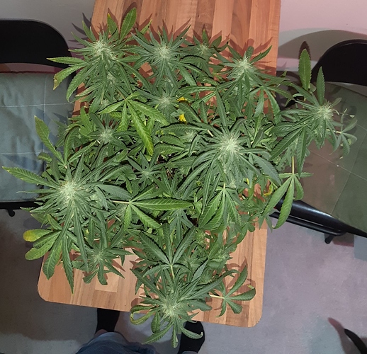 Growreport Bild 2