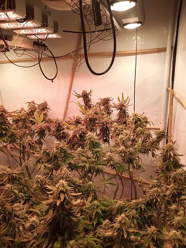 Growreport Bild 35