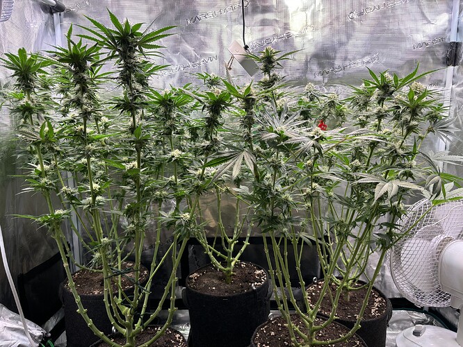 Growreport Bild 4