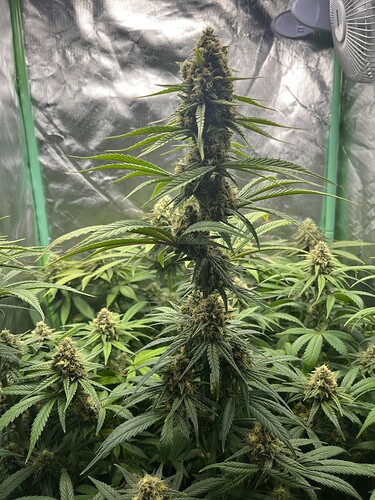 Growreport Bild 18