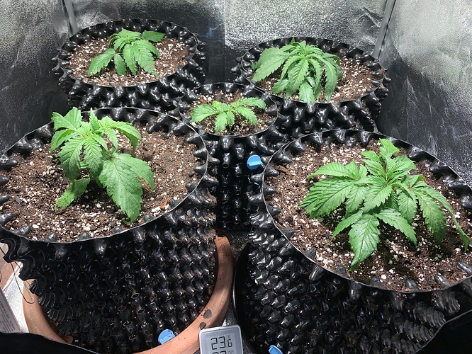 Growreport Bild 1