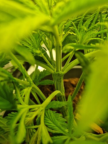 Growreport Bild 9