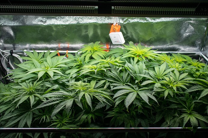 Growreport Bild 2