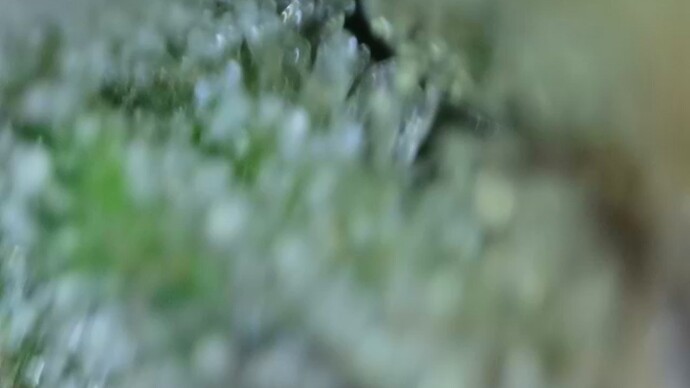 Growreport Bild 35