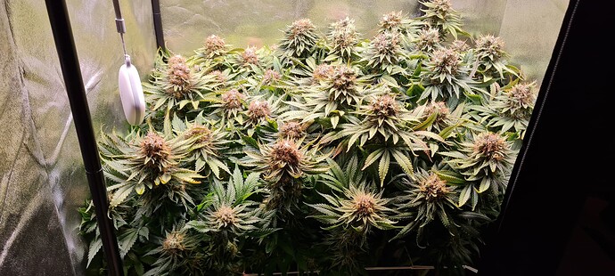 Growreport Bild 3
