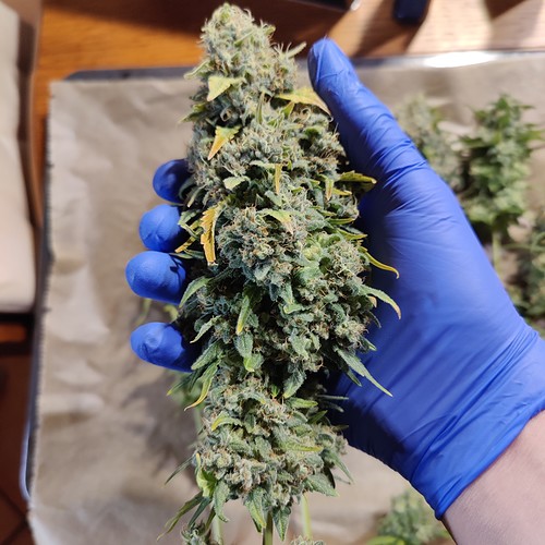 Growreport Bild 23