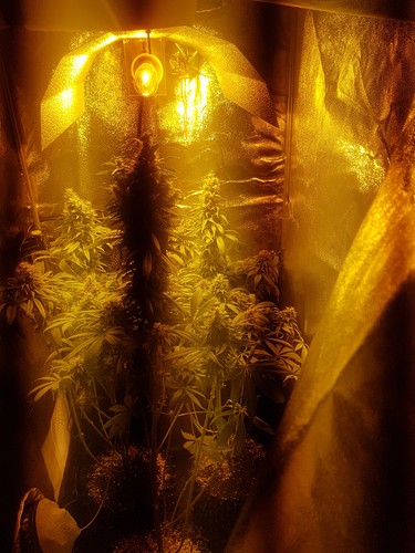 Growreport Bild 4