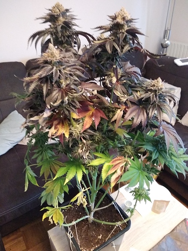 Growreport Bild 9