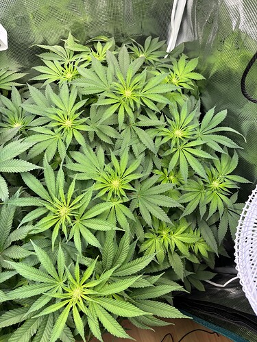 Growreport Bild 27