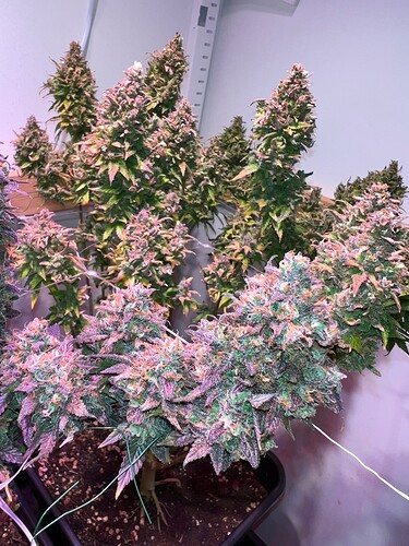 Growreport Bild 6