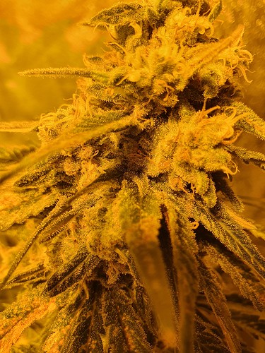 Growreport Bild 15