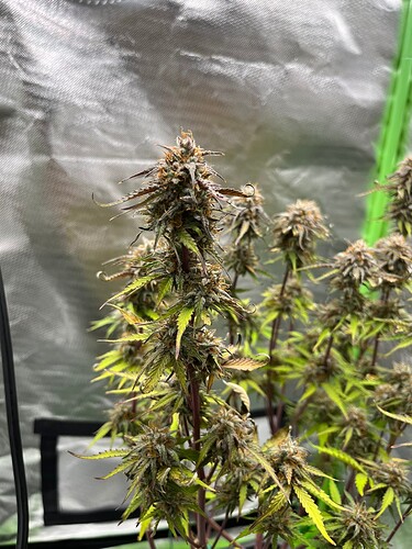 Growreport Bild 9