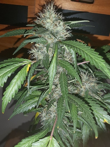 Growreport Bild 6