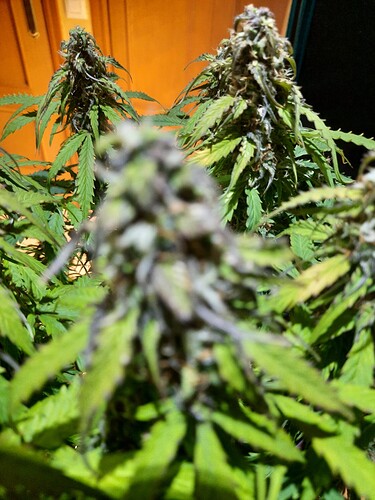 Growreport Bild 5