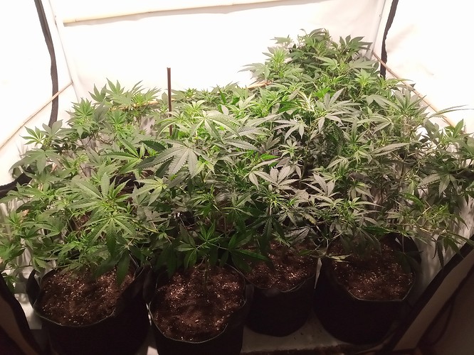 Growreport Bild 33