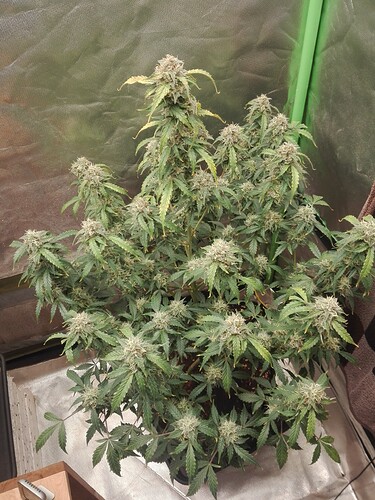 Growreport Bild 7