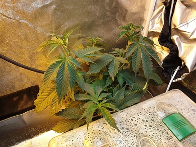 Growreport Bild 3
