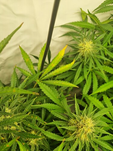 Growreport Bild 28