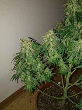 Growreport Bild 15