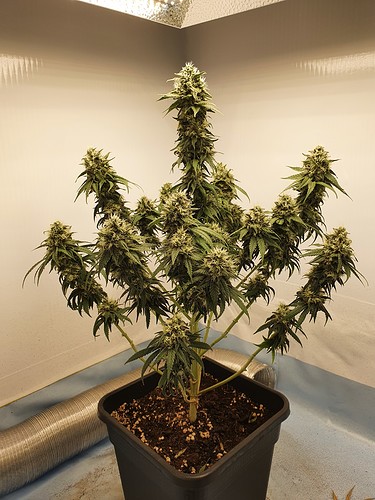 Growreport Bild 2