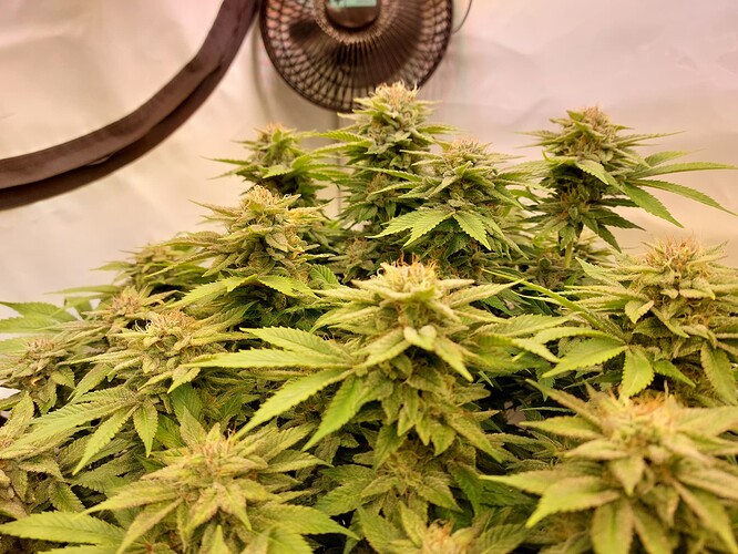 Growreport Bild 6