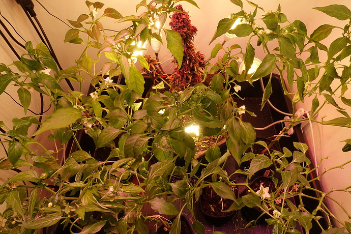 Growreport Bild 8