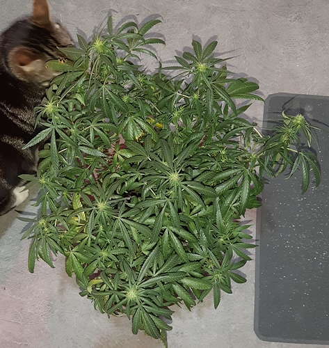 Growreport Bild 5