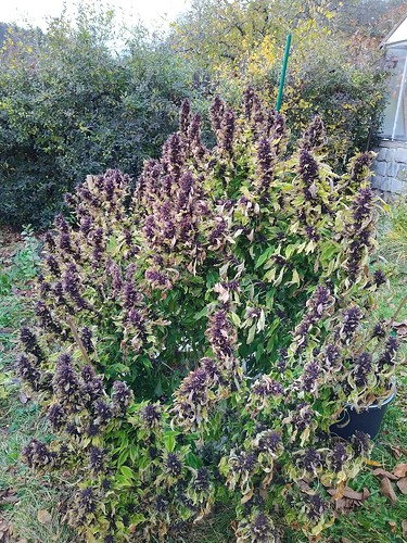 Growreport Bild 3